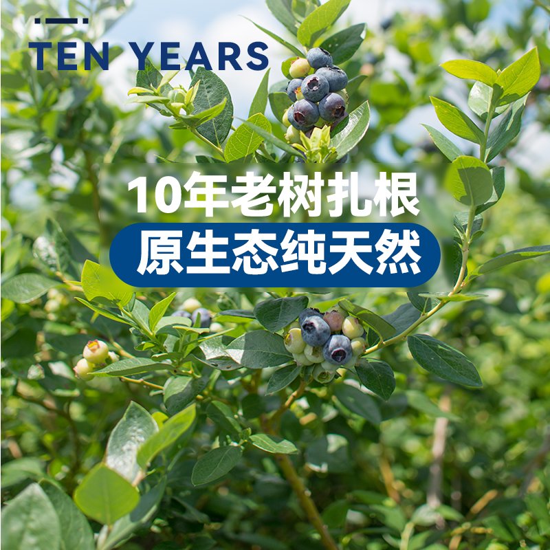贵州麻江高山蓝莓：孕妇也能安心享用的新鲜水果盛宴！