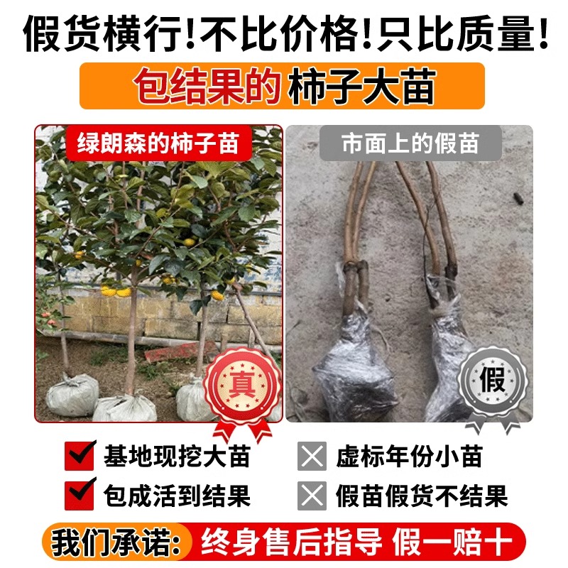 为什么电影《火红的柿子》如此引人深思？