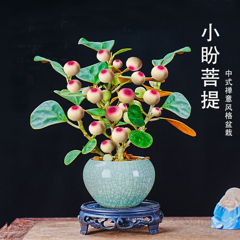 植物知道生命的答案：探索自然界的智慧与秘密