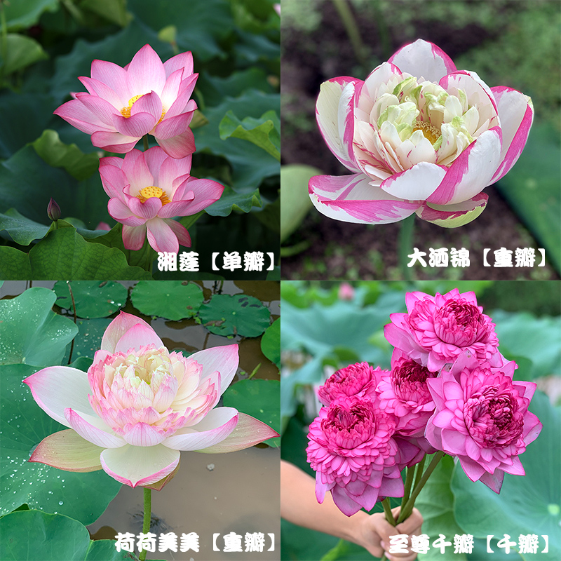 绝美白色荷花莲蓬，水培插花束，让家充满自然气息✨