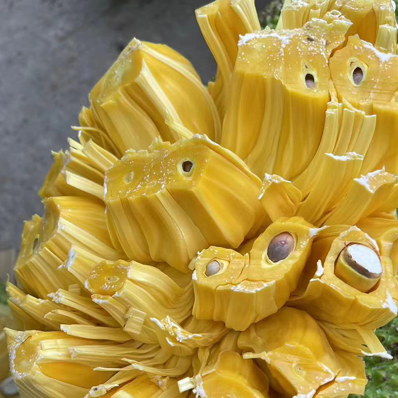 海南黄肉菠萝蜜：甜而不腻，包邮到家，你确定不来一颗尝尝？