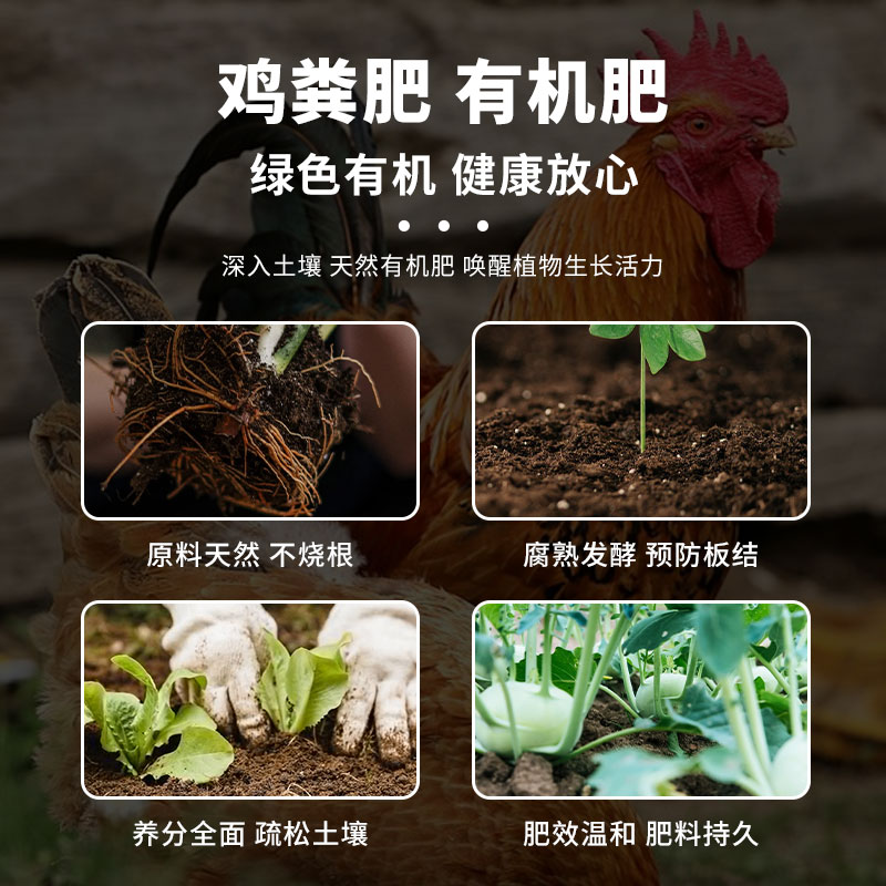 十字花科蔬菜高效栽培秘籍！种菜人必看的“高产+省力”指南