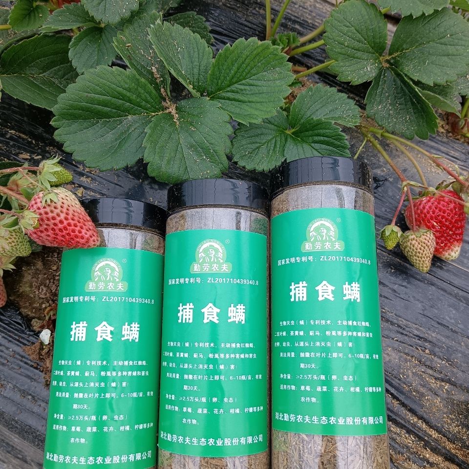 福建艳旋捕食螨：守护草莓、月季、多肉植物的绿色卫士，摆脱红蜘蛛、蓟马、粉虱、茶黄螨困扰！