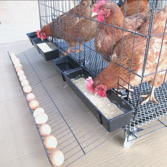 鸡笼家用大号特大养鸡笼鸭笼子养殖笼折叠鸡舍棚铁丝网家庭鸭子笼：农村创业必备神器！