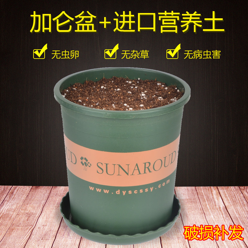 如何选择适合自己的发芽盆？