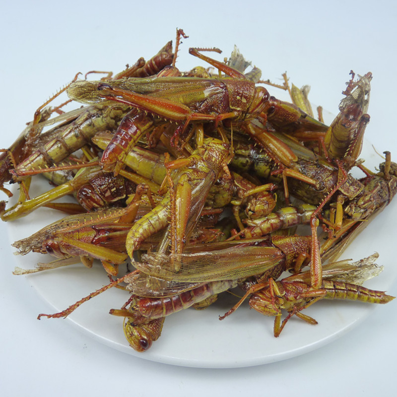 新鲜山东豆虫：高蛋白美味，吃出健康新风尚！