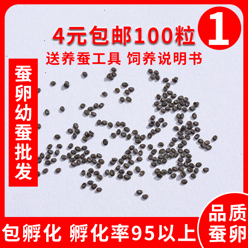春日限定！蚕宝宝活体蚕卵套装，萌娃们的科学小课堂