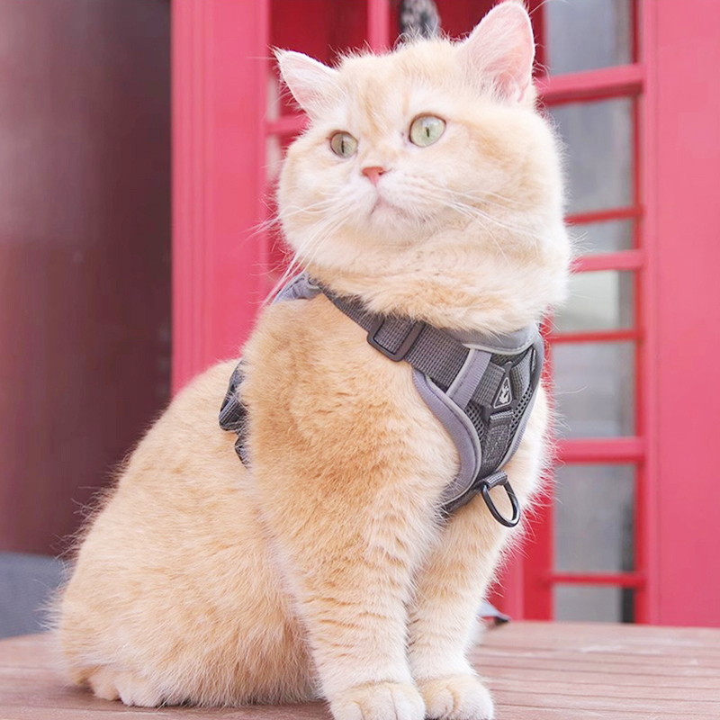 猫咪牵引绳：遛猫神器，轻松搞定喵星人的户外探险