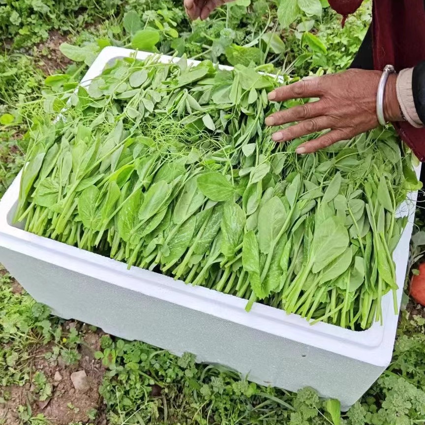 顺丰冷链包邮！四川特产新鲜豌豆尖苗，当季现摘嫩龙须菜，4斤装，农家自种，尝鲜不等待！