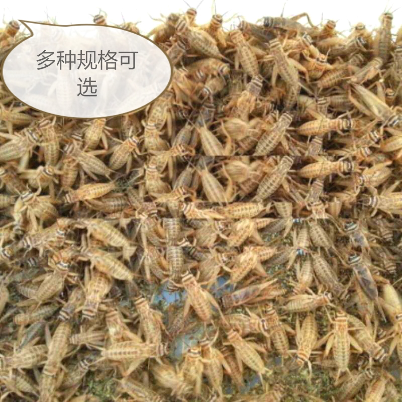 昆虫活体饲料：白蟋蟀蛐蛐大中小号针头，宠物喂养新选择！