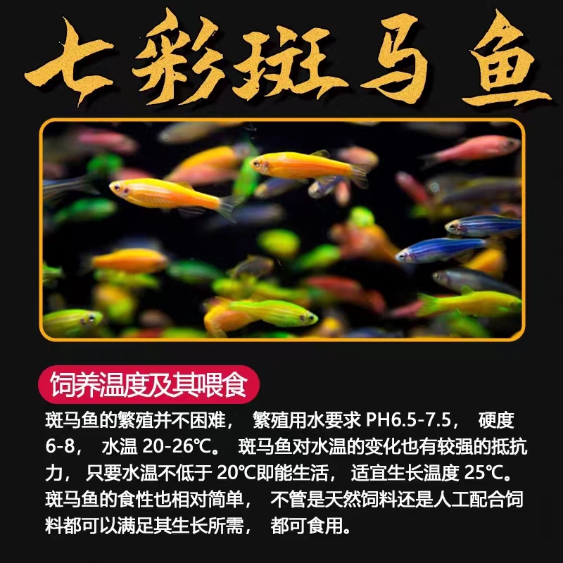 热带观赏鱼新手必备：好养耐活的斑马鱼、孔雀鱼、红绿灯鱼、金鱼苗，谁是你的心头好？