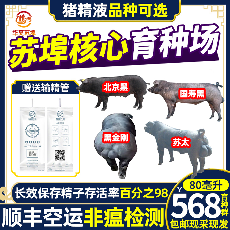 华夏猪种精粹：苏埠巴克夏皮特兰汉普夏猪精子人工授精技术揭秘