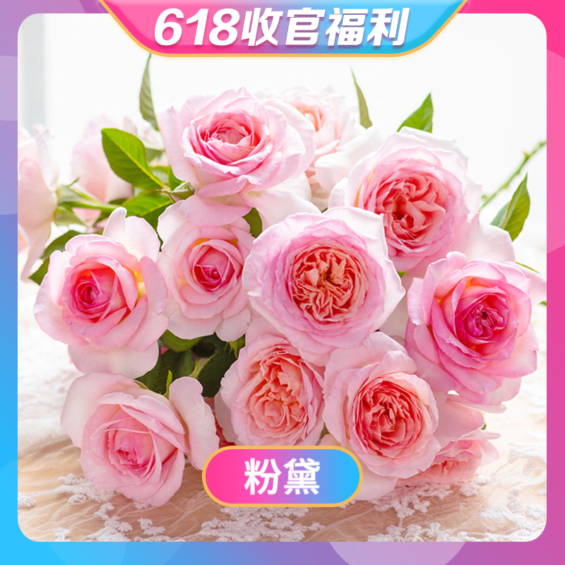 618收官福利：天狼月季庭院花园易养护家庭园艺观赏性盆栽苗，打造梦幻花园的秘密武器！