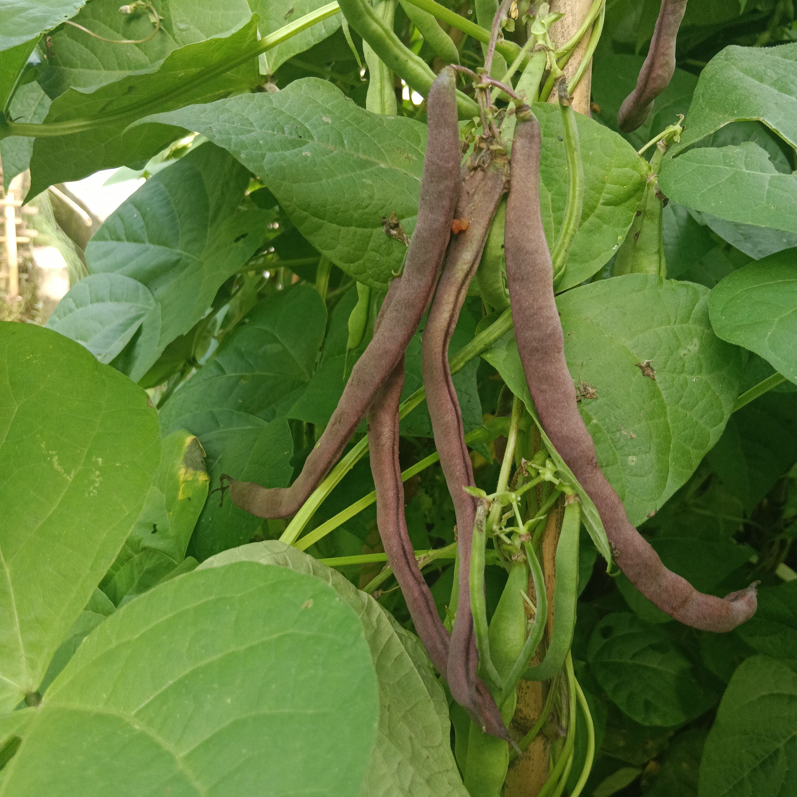 重庆农家自种紫豆角：露天种植的新鲜美味，现摘包邮，你尝过吗？
