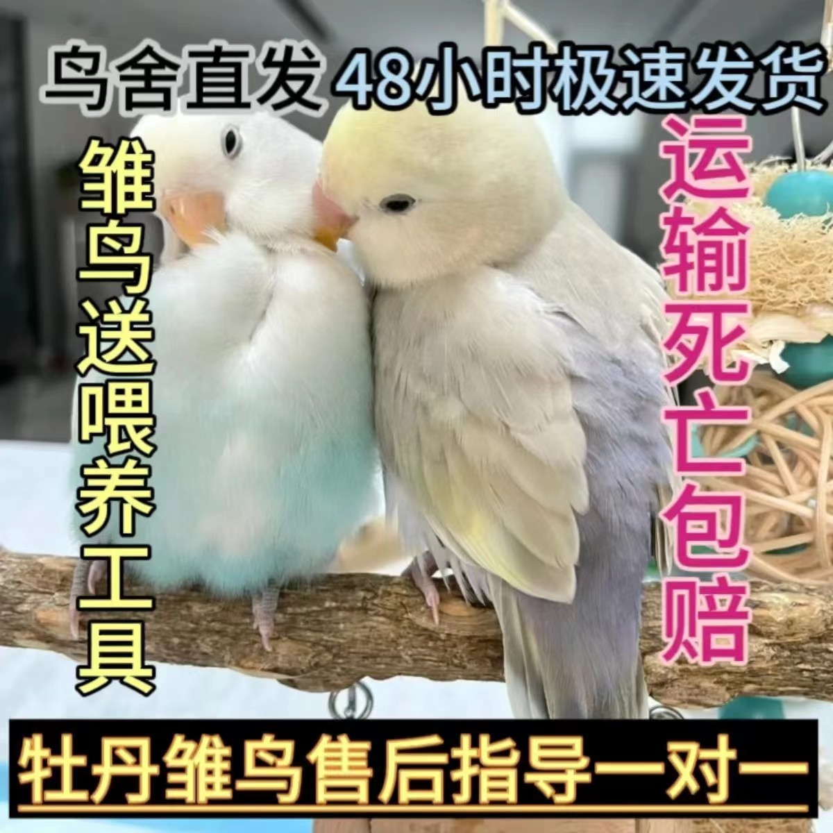 鹦鹉半毛雏鸟到底有多萌？新手养鸟必看！这波不冲亏麻了
