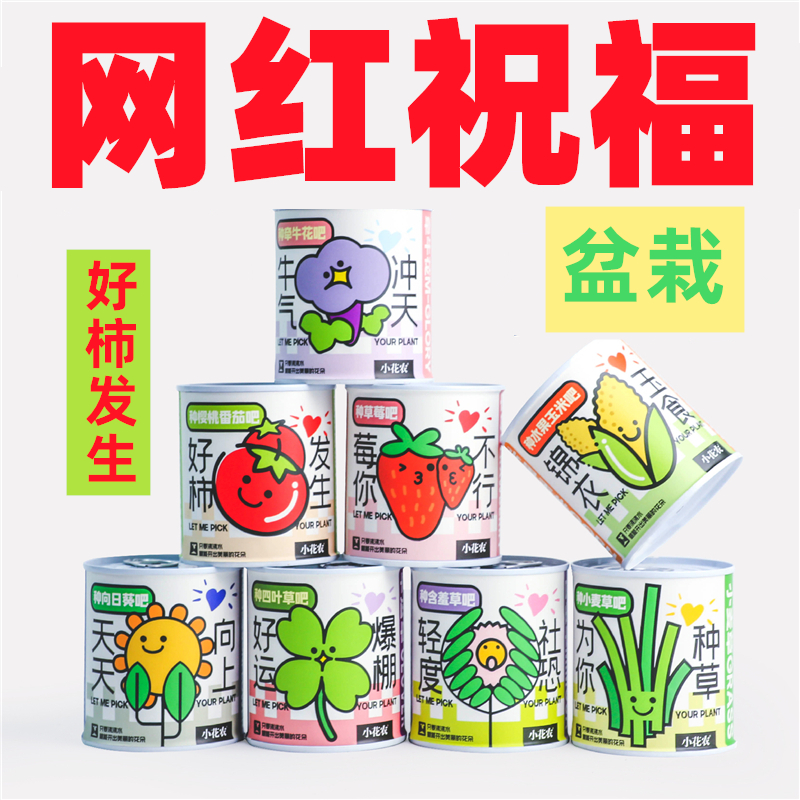 小花农种植神器：网红罐头观景盆栽，轻松种出向日葵与含羞草！