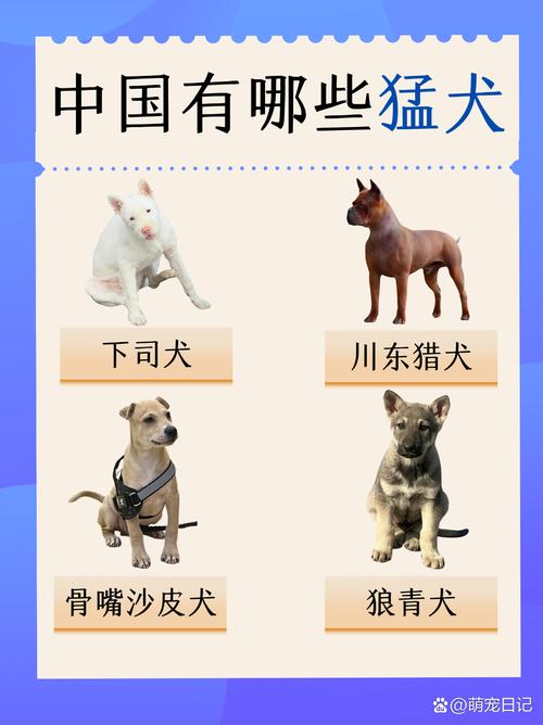 战争猎犬,忠诚的战场伙伴