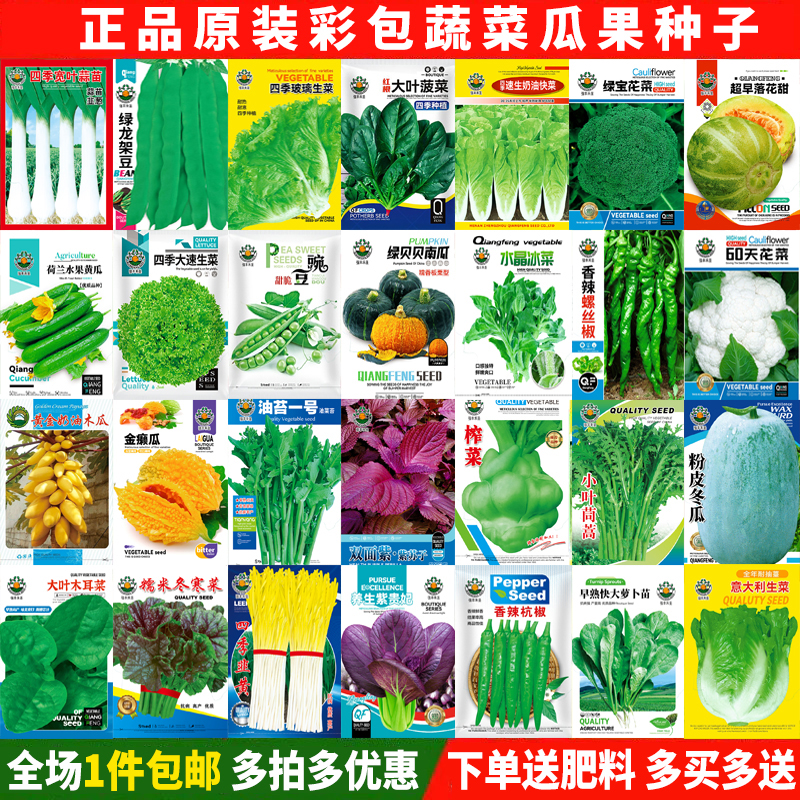 包邮凯特大坪埔包心芥菜20克结球芥菜，酸菜加工必备，美味不打折！