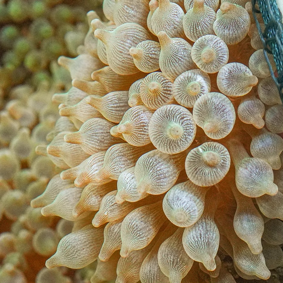 小丑鱼海葵套餐：海底世界的梦幻共生，打造你的专属珊瑚海缸！