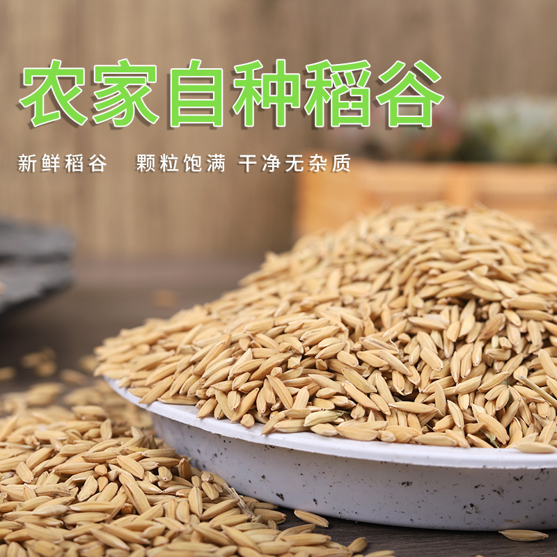 4只农家放养土鸽：鲜美滋味，带你领略自然风味！
