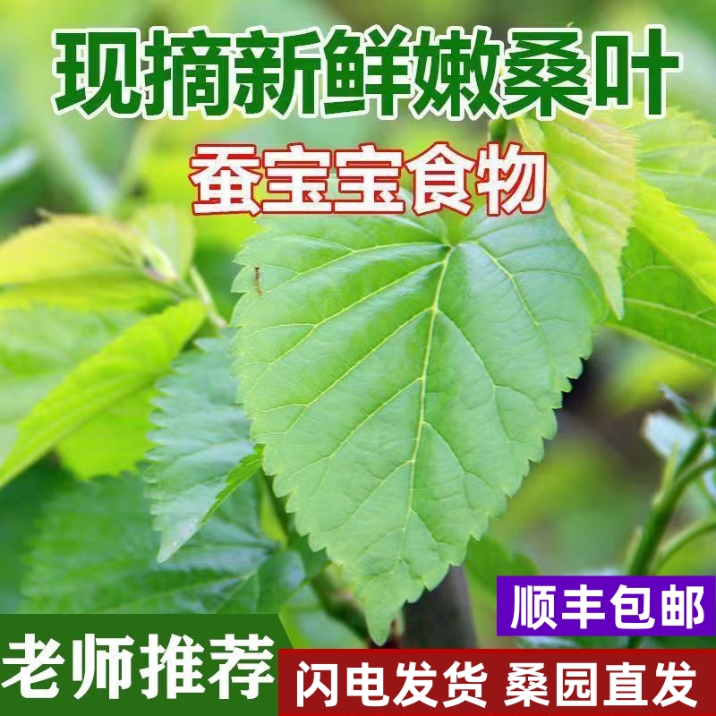广东新鲜现摘桑叶：解锁养蚕乐趣，学生养蚕套装必备神器！