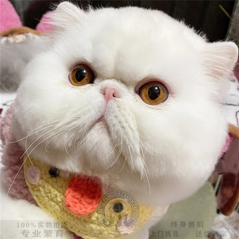 全国香港发货纯白异瞳鸳鸯眼网红加菲猫幼崽不掉毛宠物波斯猫幼猫：揭秘萌宠背后的真相