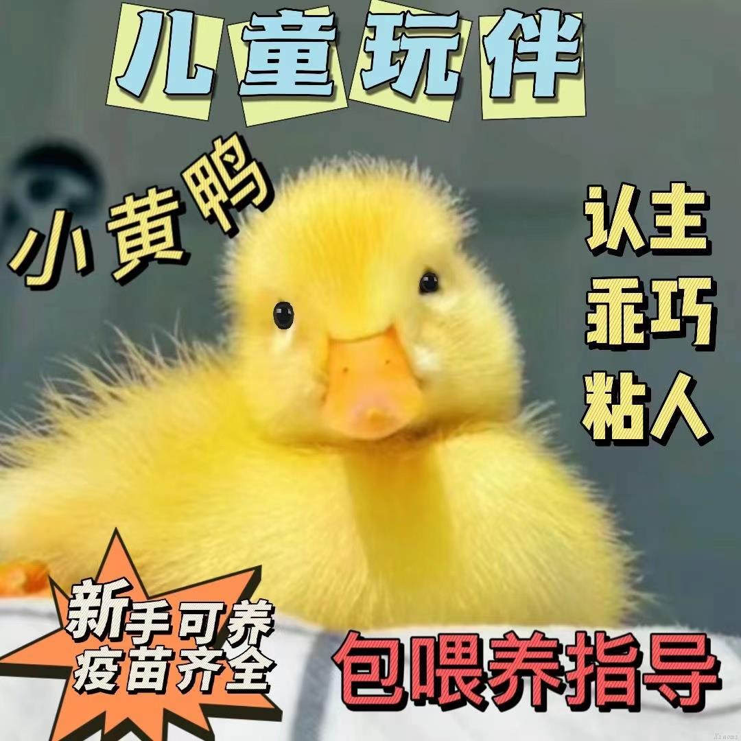 柯尔鸭活体萌翻全网！小黄鸭苗成网红宠物，养它真的不香吗？鸭粮怎么选？