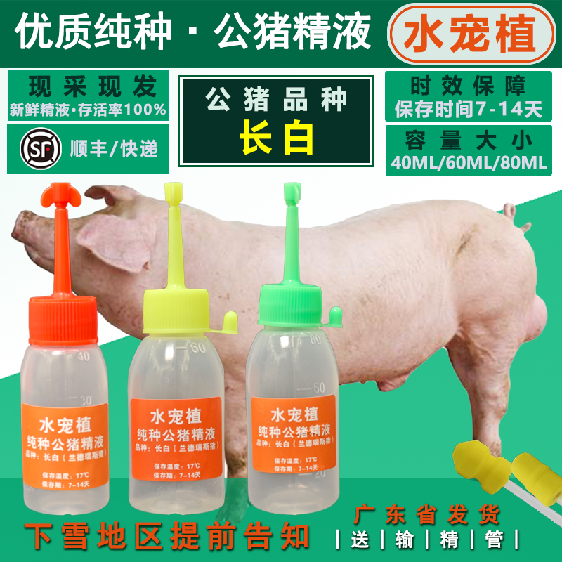 新鲜纯种猪精新丹系长白猪一元原种公猪种精液：养猪业的秘密武器