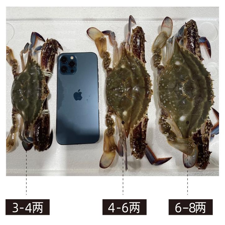 【活发】青岛梭子蟹：鲜活特大野生海鲜，顺丰速递新鲜直达！