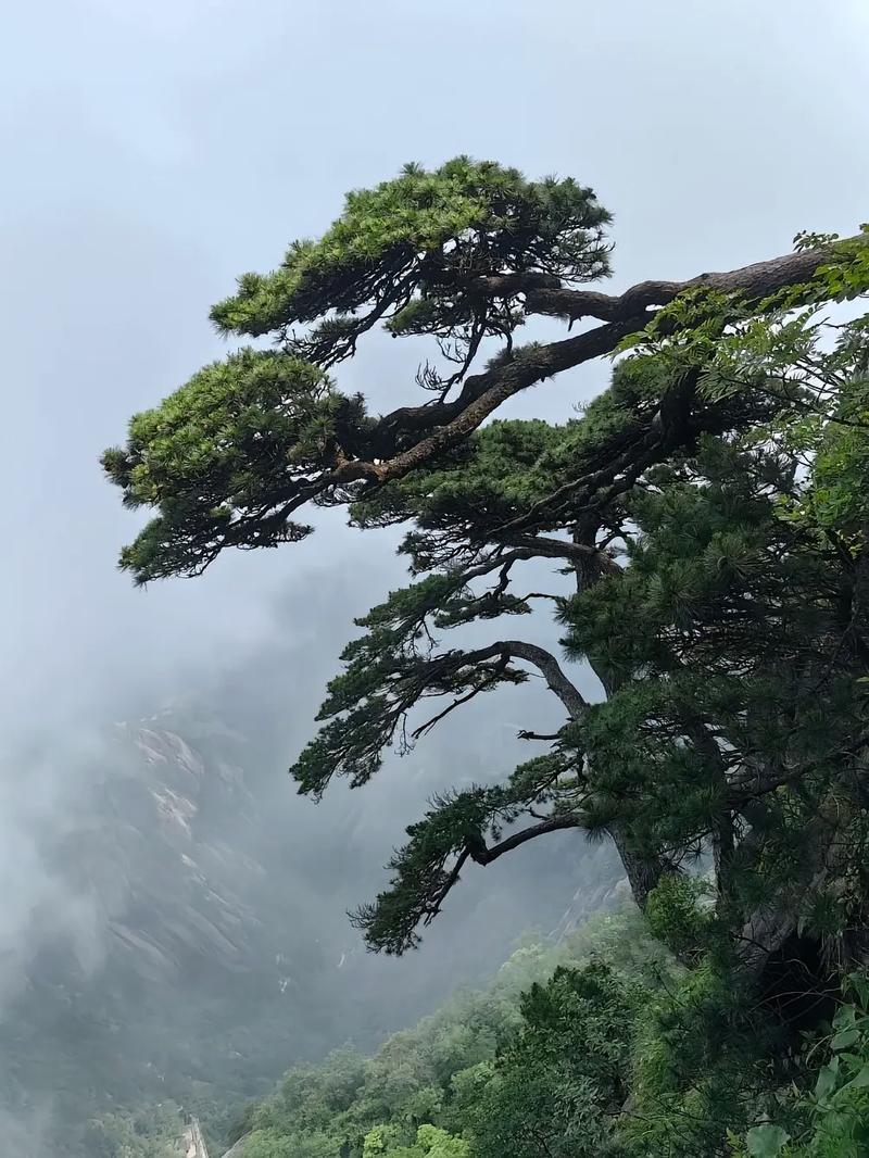 小松先生散步,小松先生漫步于岁月长河