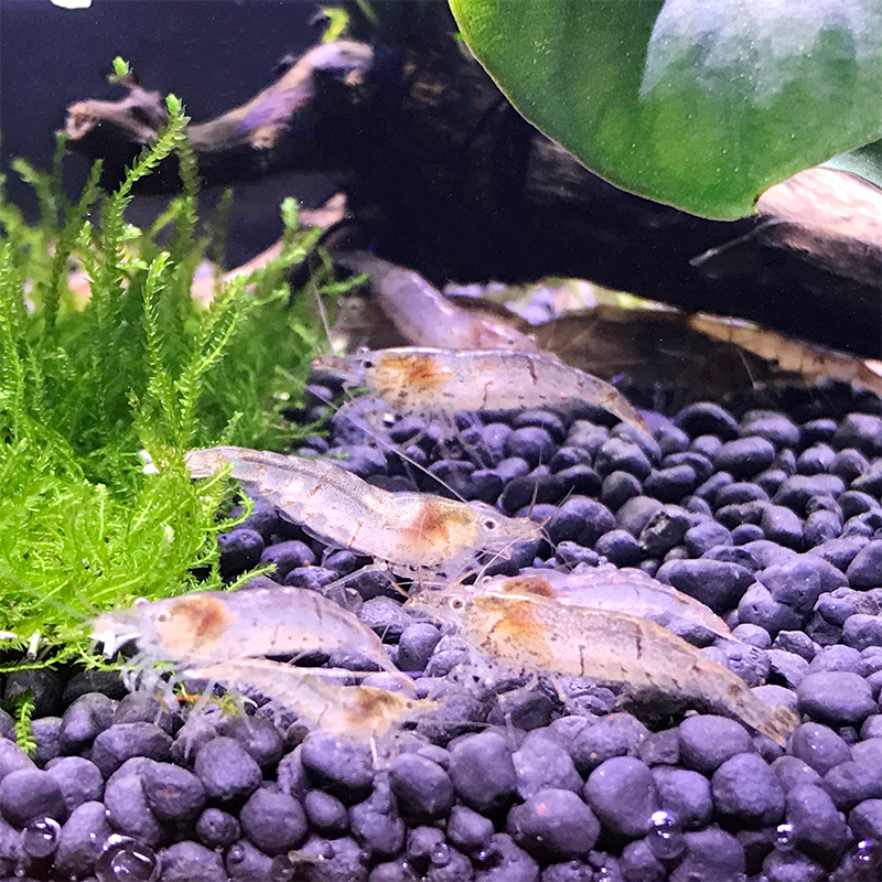 黑壳虾：冷水虾界的清新守护者，打造完美水族箱的秘密武器！
