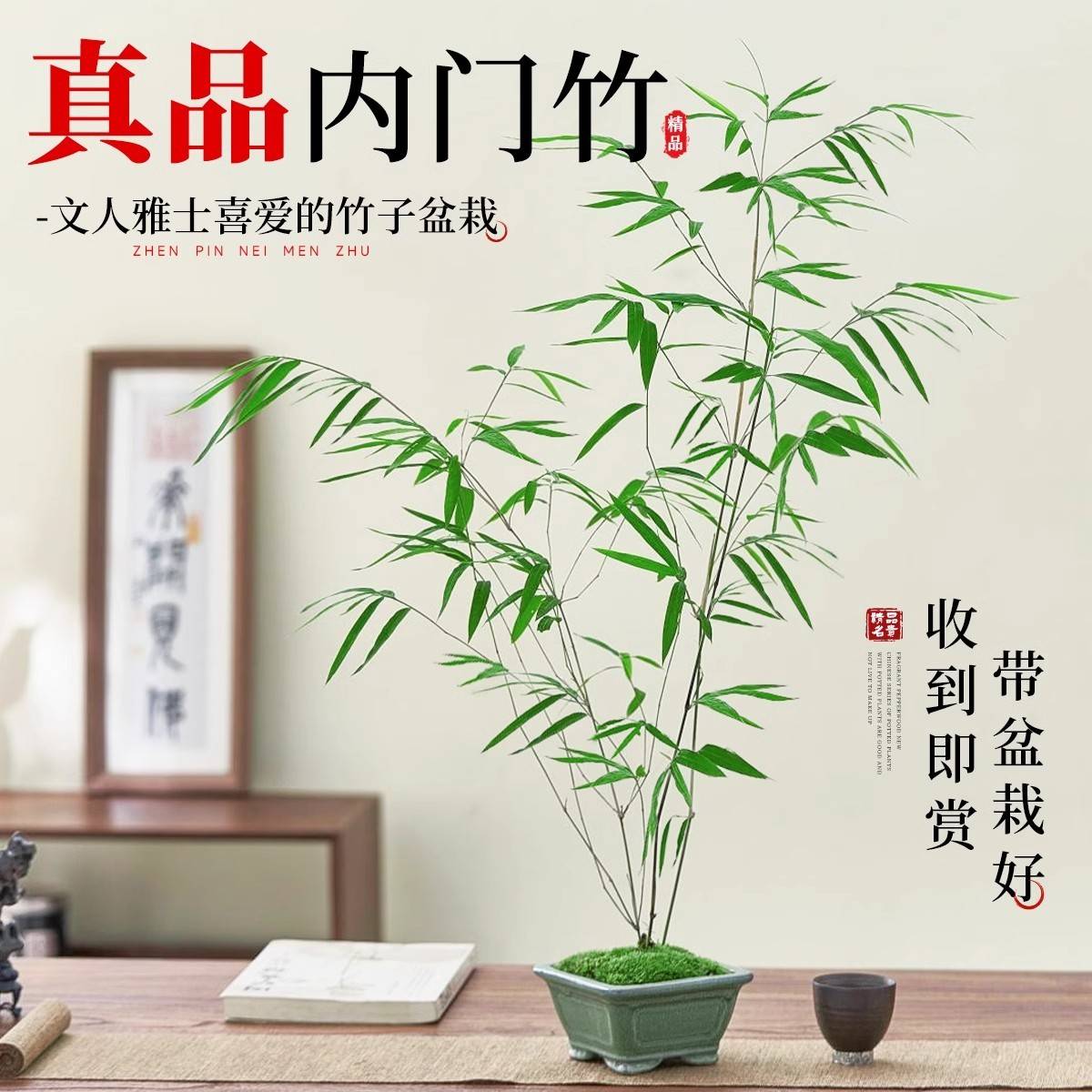 观音竹米竹水培苔藓球玻璃瓶！懒人也能养出绿意盎然的神仙盆栽！