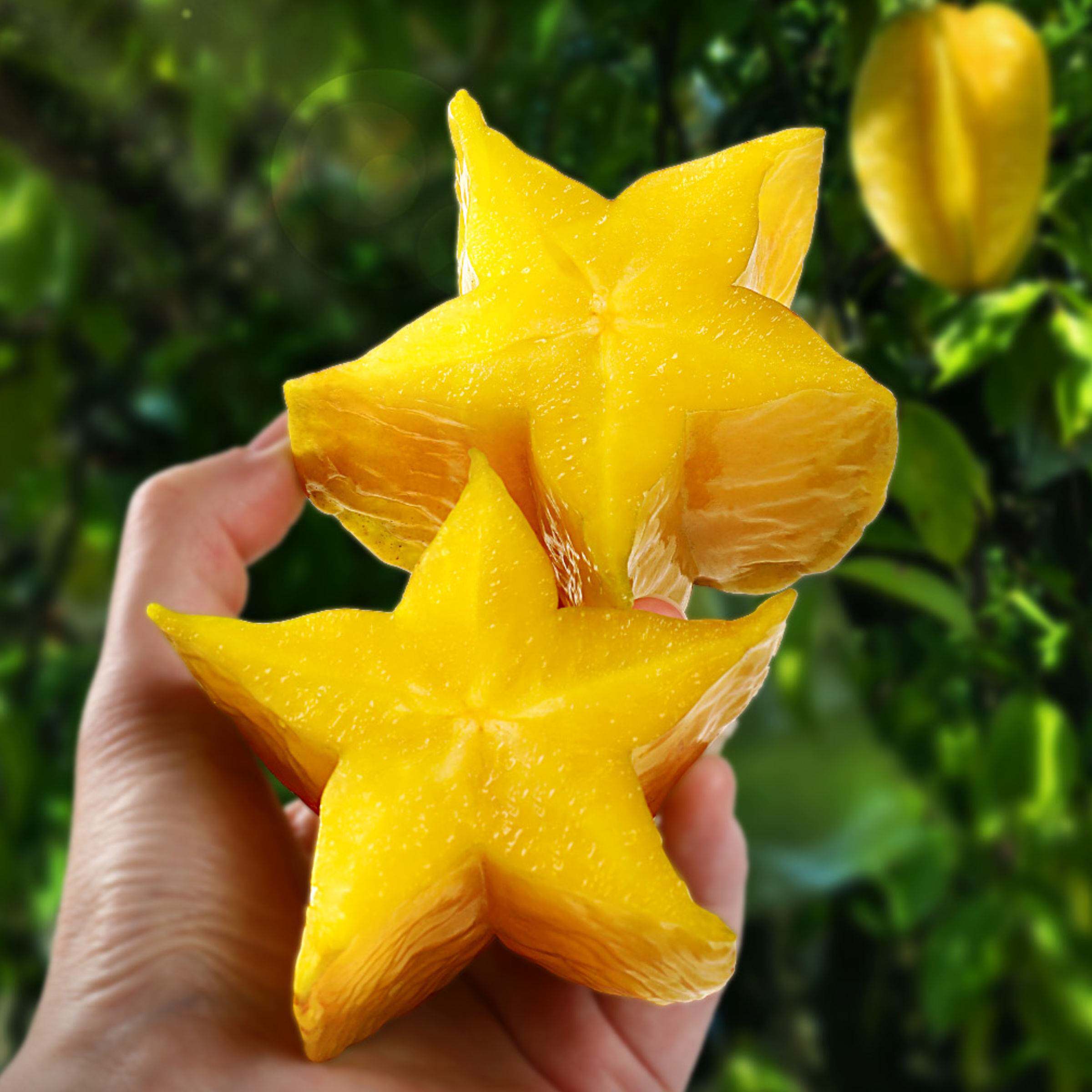 旗舰正品辰颐物语下河树上熟杨桃怎么挑选？