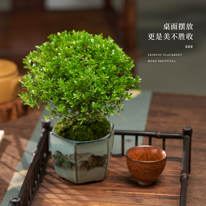 小叶赤楠老桩盆景：办公室内外的四季常青桌面绿植，打造理想阳台盆栽花卉秘籍！
