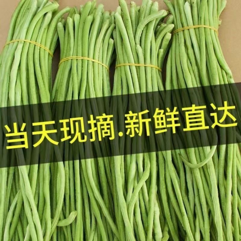 山东农家露天新鲜蔬菜：长缸豆、四季豆、芸姜豆，泡菜原料首选！