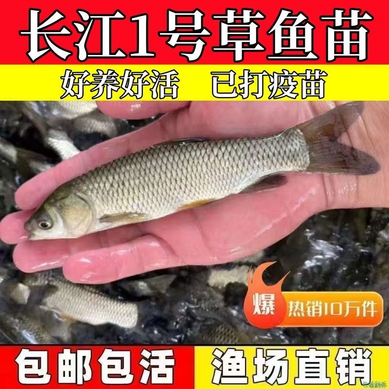 大草鱼苗批发攻略：鲜活皖鱼，脆肉美味，半斤起，20厘米大草鱼苗批发价公开！