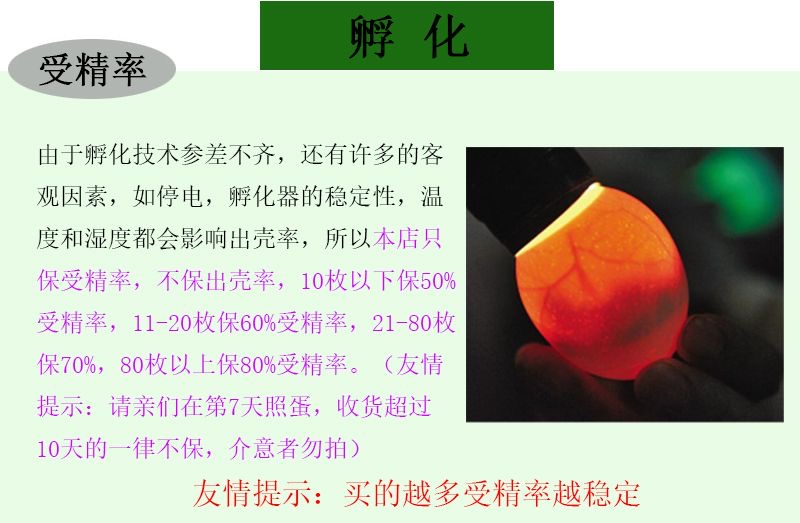 正宗樱桃谷种蛋，孵化小黄鸭的终极指南！