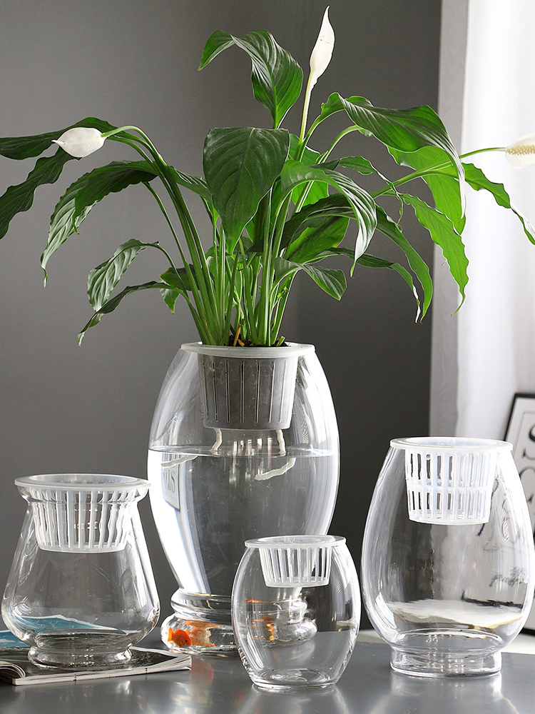 透明玻璃花瓶+铜钱草水培植物！客厅颜值爆表的绿植神器，不养后悔