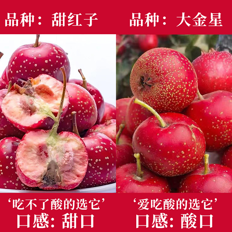 特级新鲜山楂：酸甜可口，孕妇也能放心吃的美味鲜果！