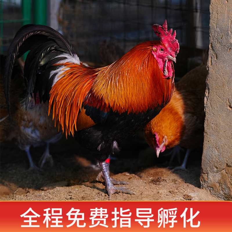 黄金五彩山鸡 vs 红腹锦鸡：谁才是真正的七彩公鸡王者？