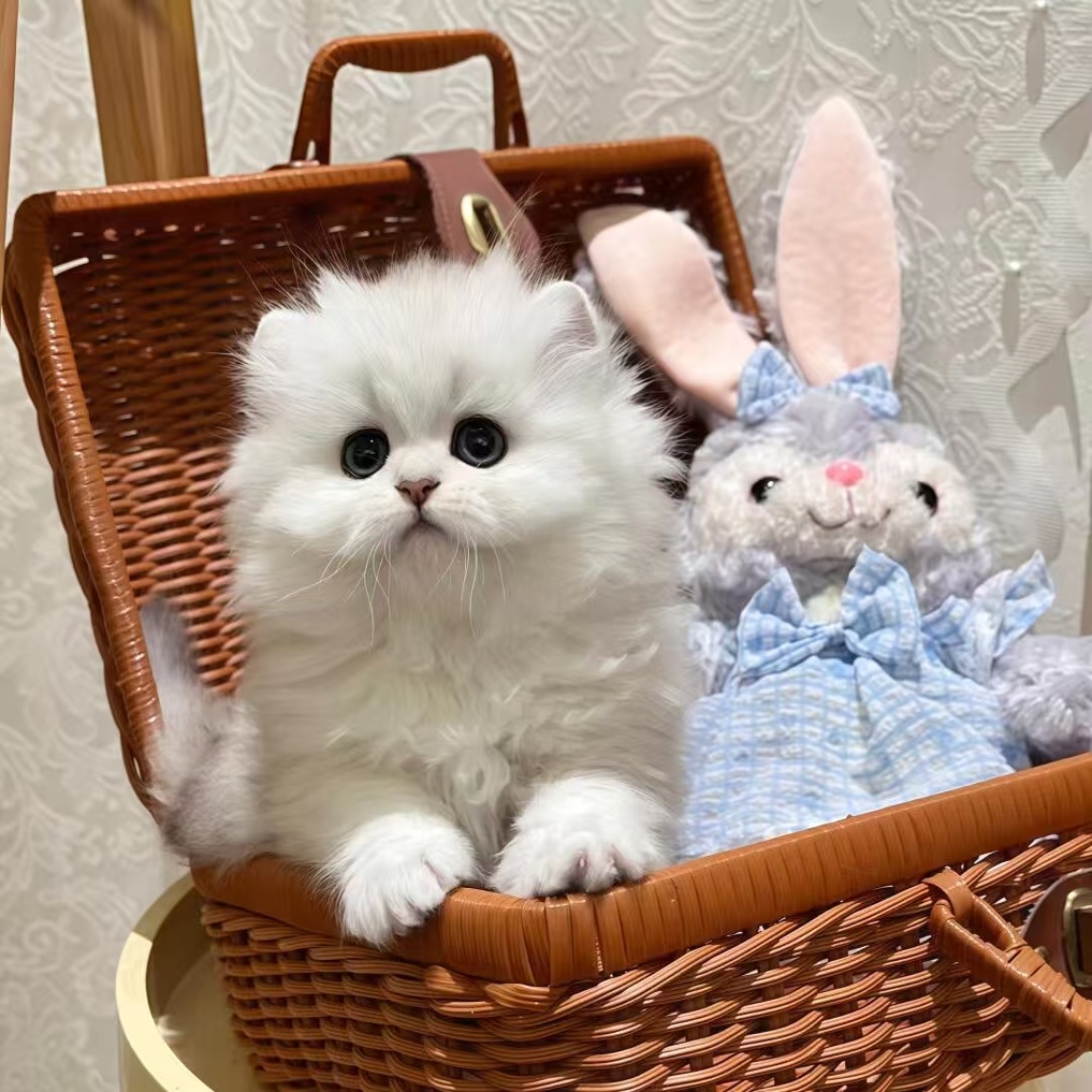【甘肃猫舍】纯种金吉拉幼猫，短腿萌宠，拿破仑般高贵优雅！