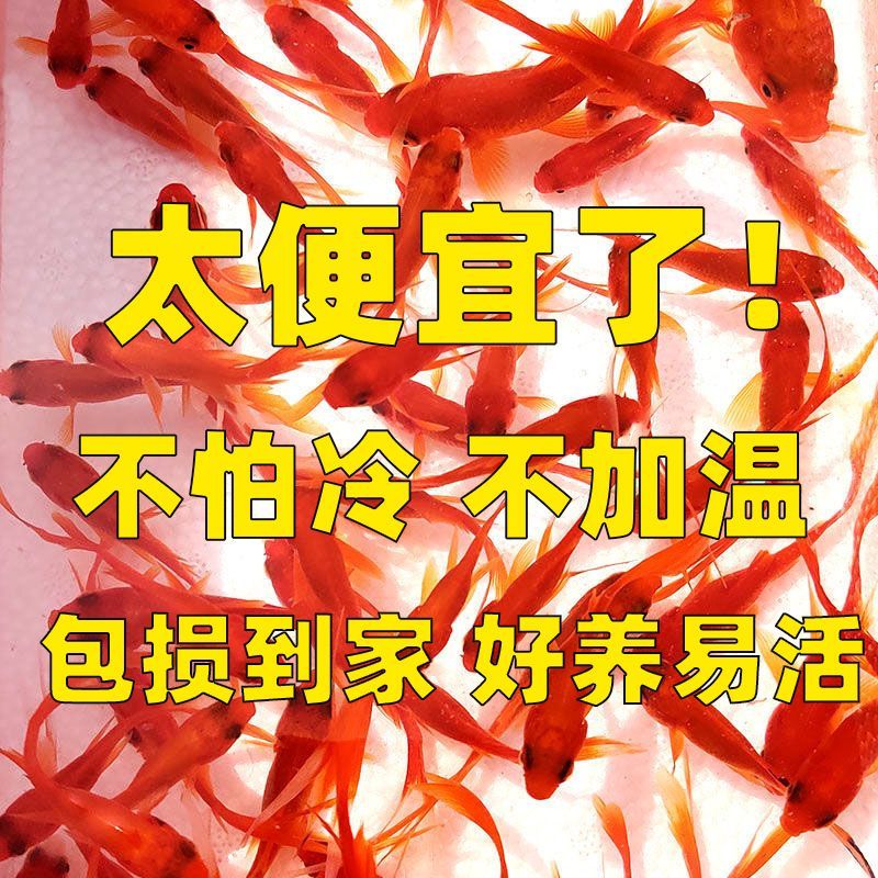 草金鱼冷水观赏鱼：如何确保它们安全运输与生存？