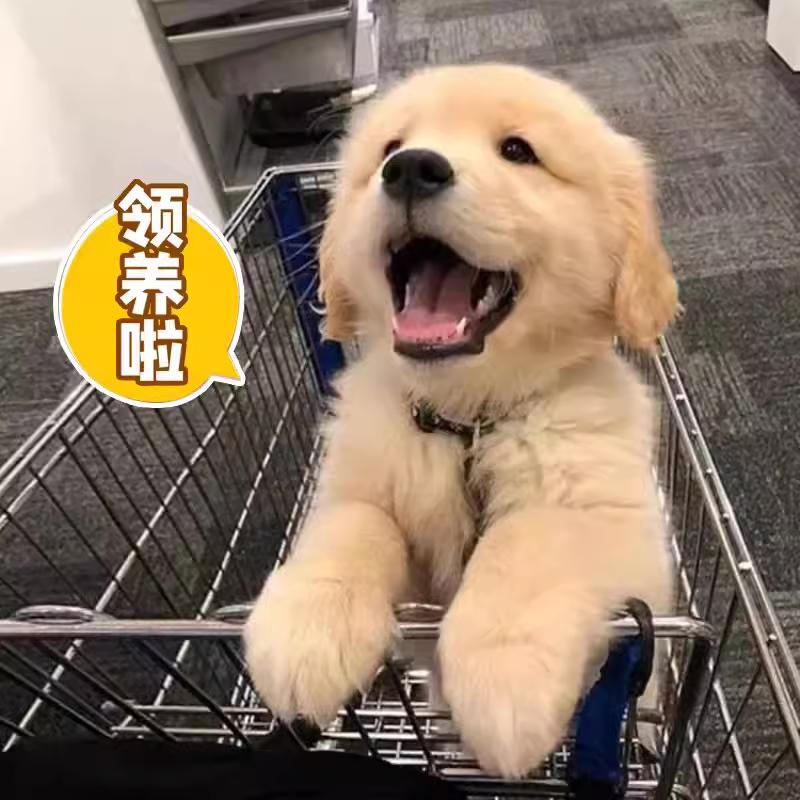 如何通过拉布拉多对照表判断纯种？