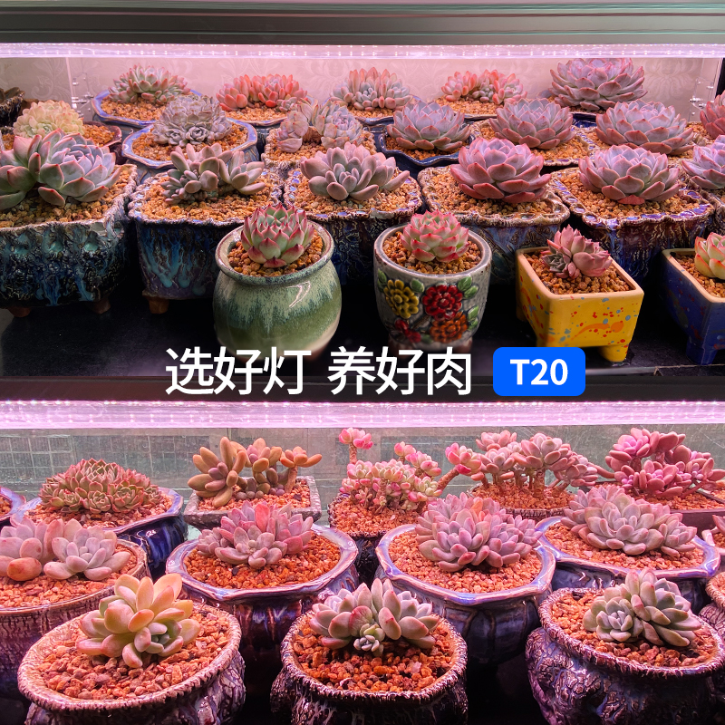 植物专用补光灯：仿太阳全光谱，让室内绿植茁壮成长的秘密武器！
