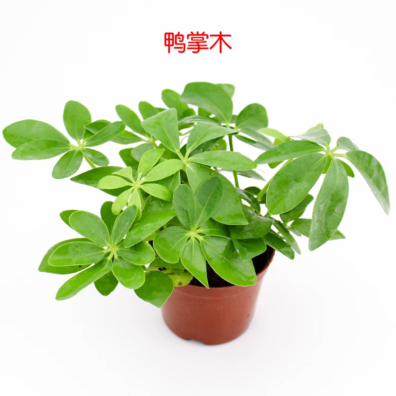 水陆缸黄缘缸造景河道装饰：打造梦幻水下仙境，让鱼儿也住进童话世界✨