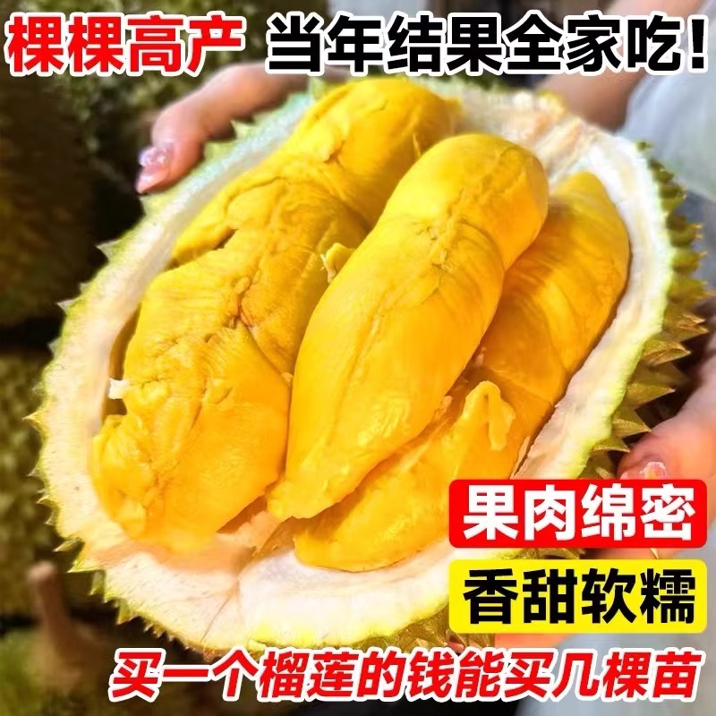 金枕榴莲树苗种起来！南北方都能养，猫山王嫁接苗太香了！这波不冲亏麻了