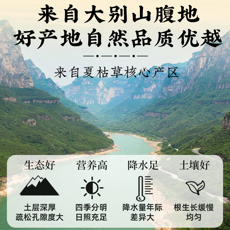 车前草蒲公英夏枯草泡水喝，正品正宗中药材，野生白毛夏枯草的神奇功效！