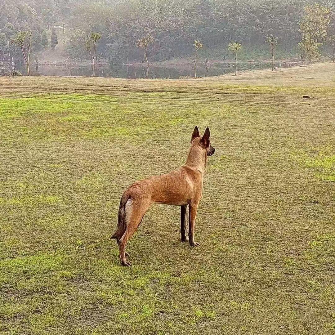 大型短毛爆红比利时牧羊犬：守护家园的黄金搭档！️