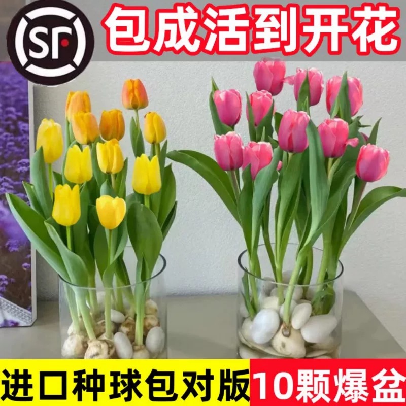 郁金香种球水培重瓣花卉植物，室内花种子盆栽花苗土培好养多季开花，让你轻松拥有花园般的生活！