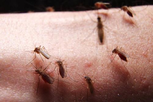 mosquitoes bites,Understanding Mosquito Bites: A Comprehensive Guide